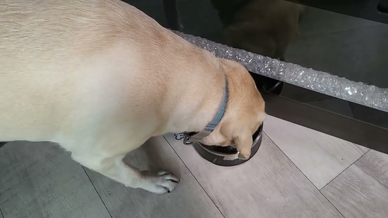 Pippi Likes REVIEW: Tropiclean Dental Water Additive For Dogs