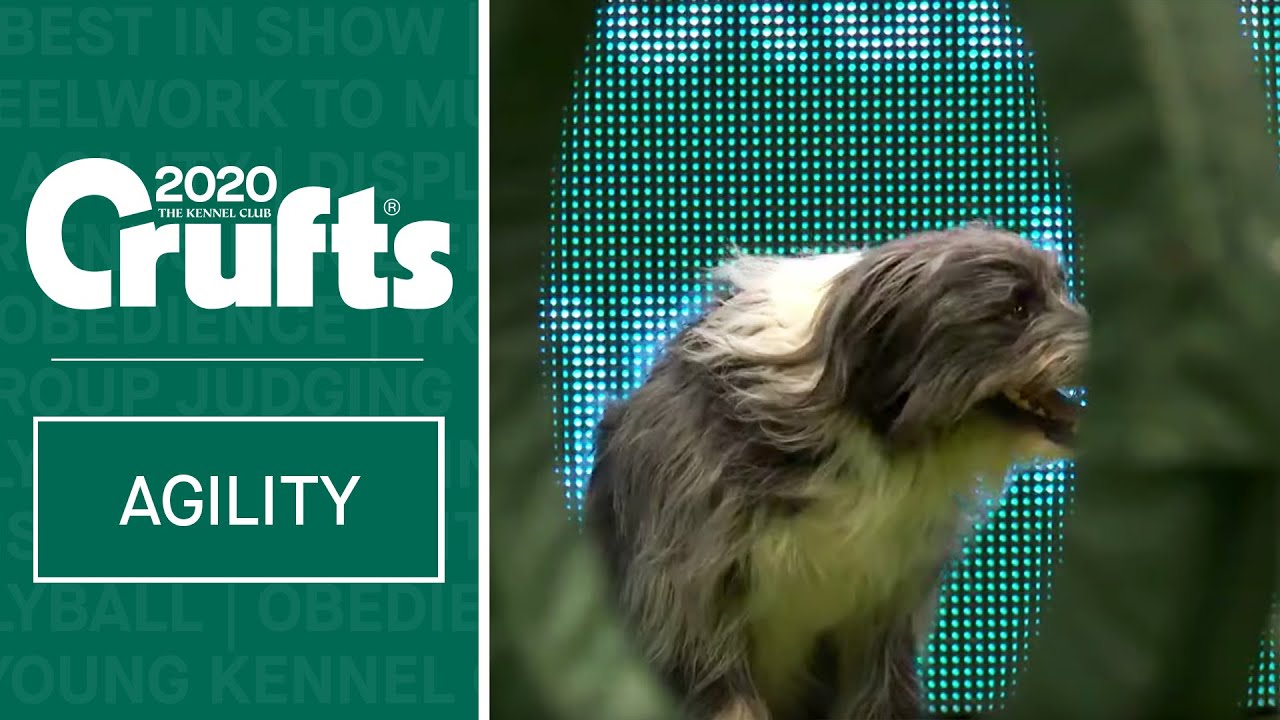 Agility - Championship Round 2 - Large (Agility) | Crufts 2020
