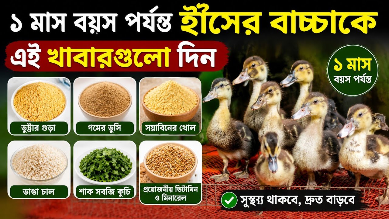 ১ মাস বয়স পর্যন্ত হাঁসের বাচ্চাকে এই খাবারগুলা দেন। দ্রুত বড় হবে রোগমুক্ত থাকবে।