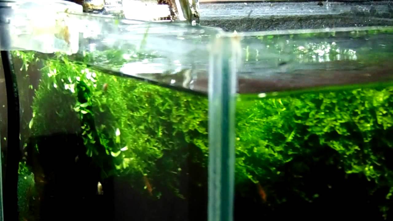Akvarisztika kezdőknek 6 (Nano (garnélás) akvárium karbantartása, H.m metszés)