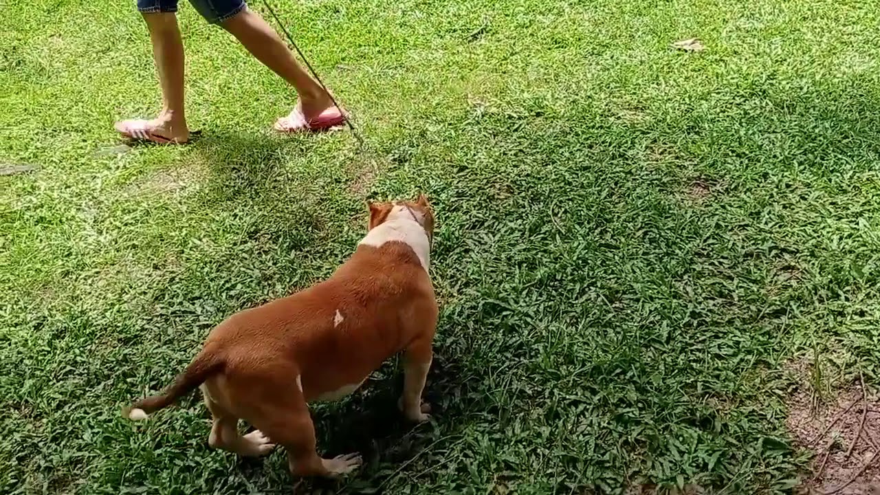 Expertasia Bully Bowa – American Bully Female bred by Expertasia Bully Camp, Thailand