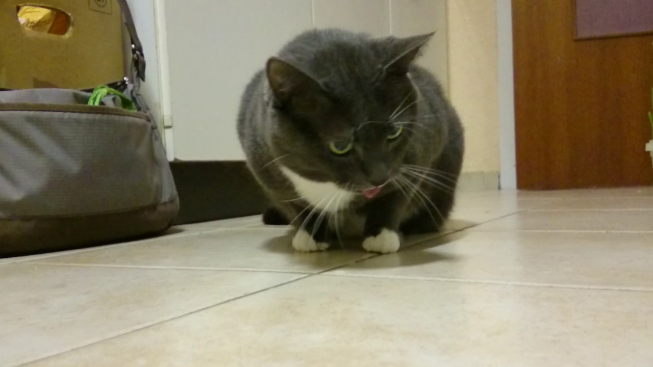 Nachdem diese Katze Katzengras gefressen hat...