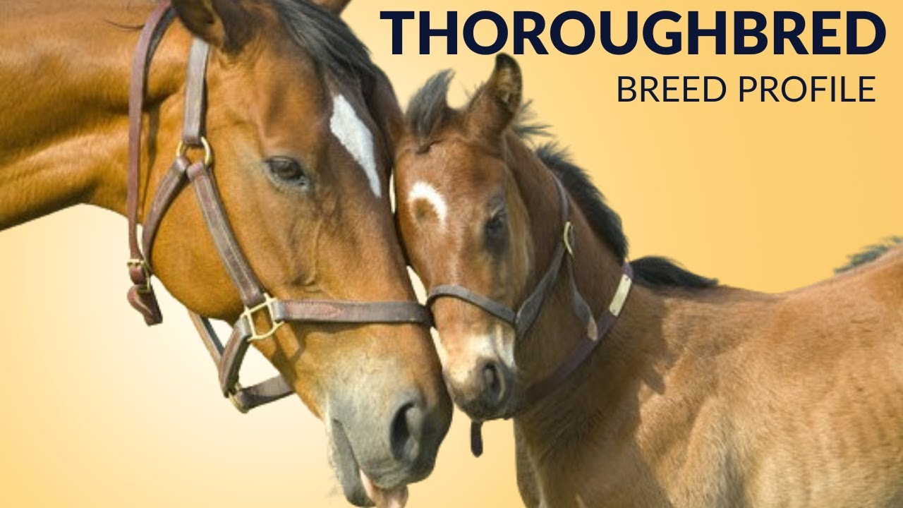 Thoroughbred Horse Breed Profile History - Price - Characteristics - Training - Grooming