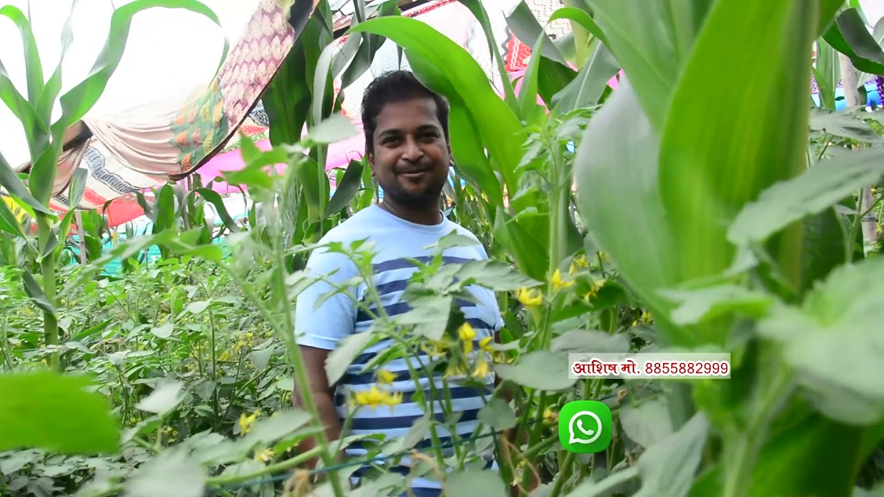 My Bitter Gourd & Tomato Farm 🍅