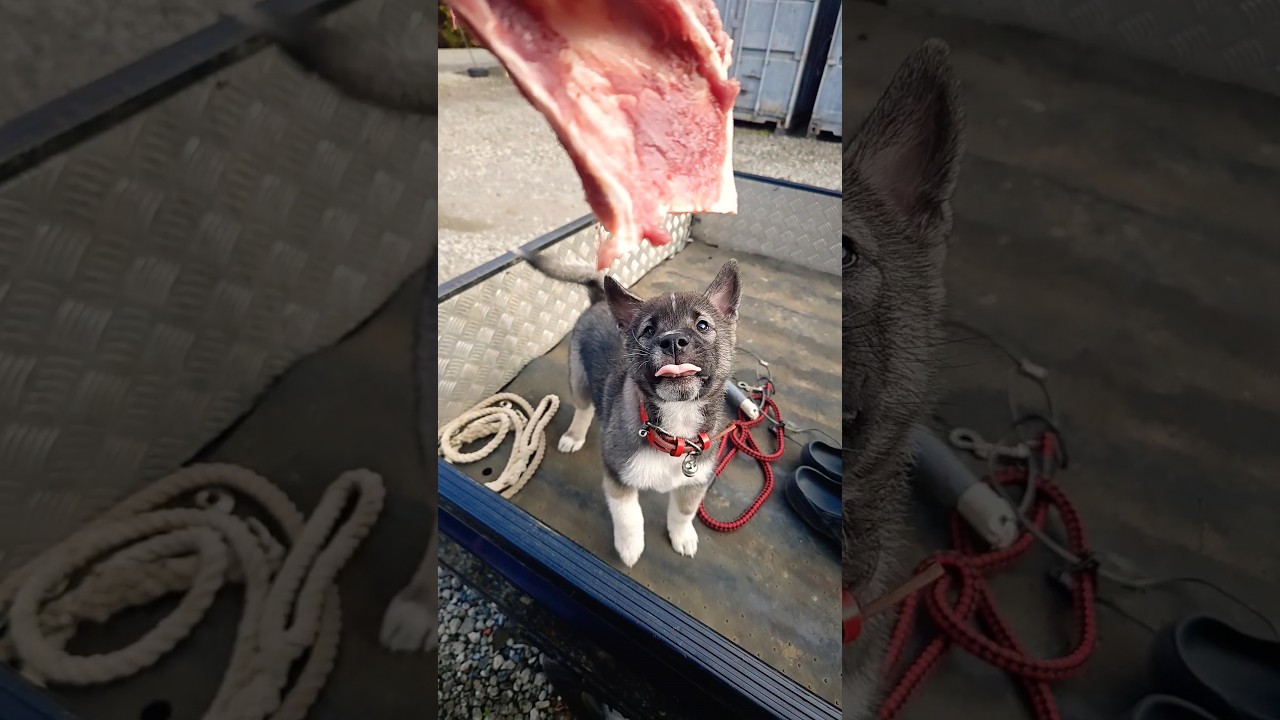 イノシシの骨喰う子犬 #日本犬 #猟犬#紀州犬#日本犬#子犬 #いぬのきもち#いぬのいる生活