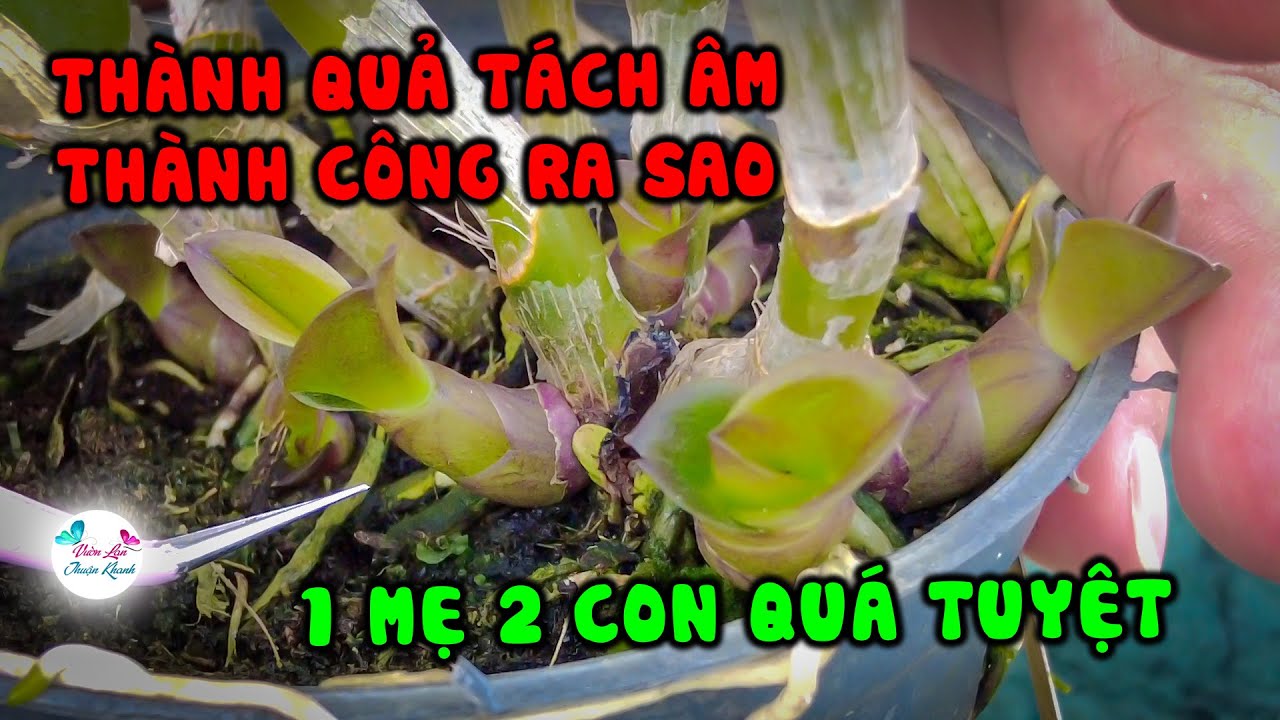 ĐỪNG BỎ LỠ VIDEO CLIP N&Agrave;Y | TH&Agrave;NH QUẢ T&Aacute;CH &Acirc;M TH&Agrave;NH C&Ocirc;NG RA SAO