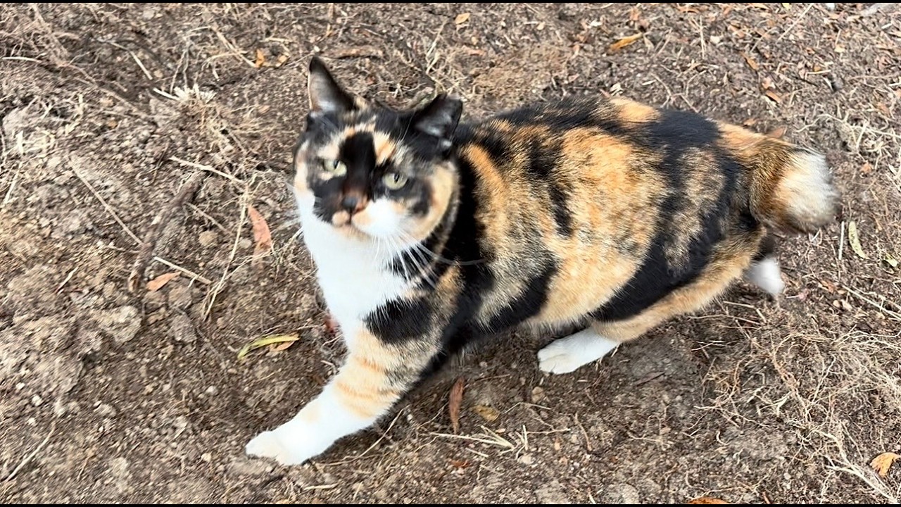 可愛い声で喜んでくれる人懐っこい三毛猫ちゃん黒猫たちも来た