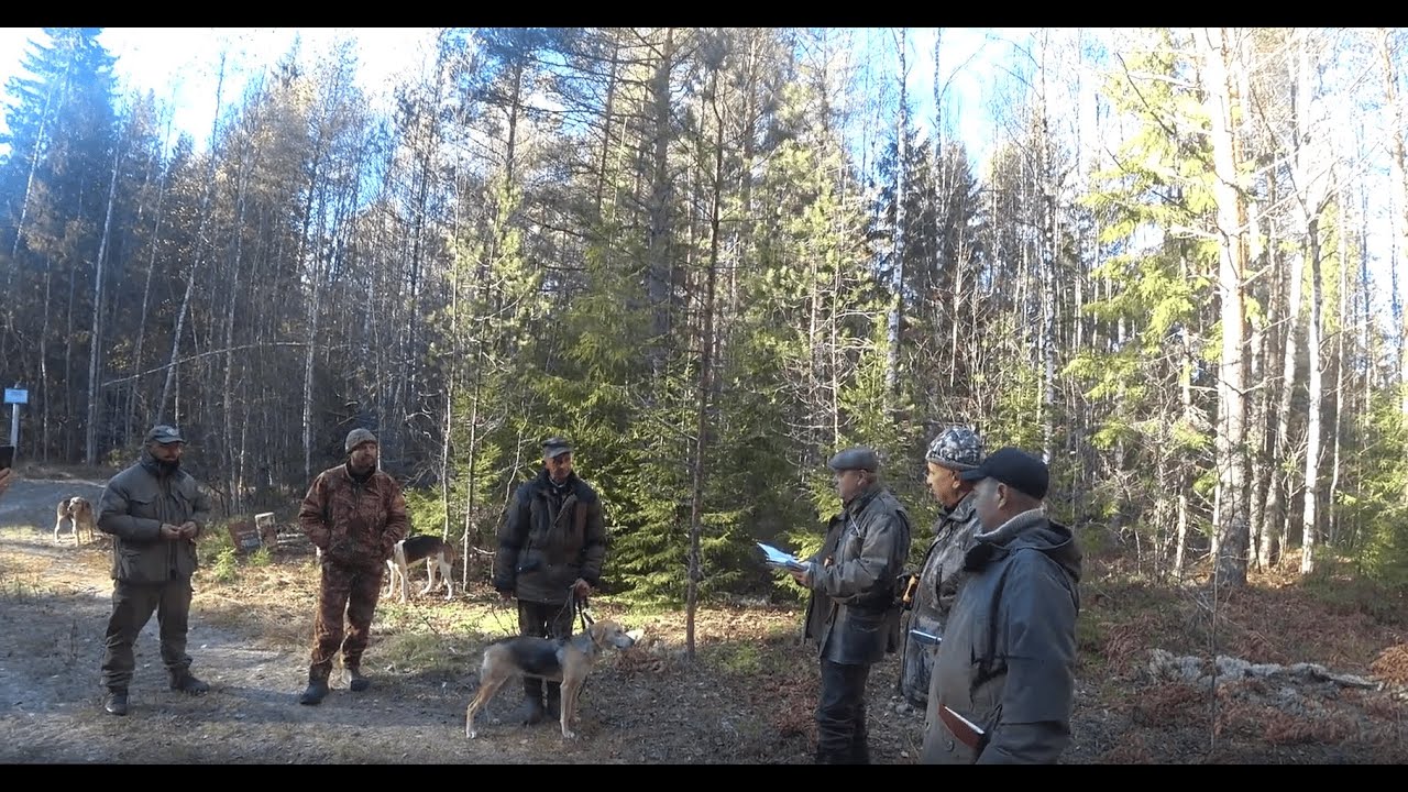 Русская гончая Побудка (Стрелка)(2,5 года).13-е межрегиональные состязания 