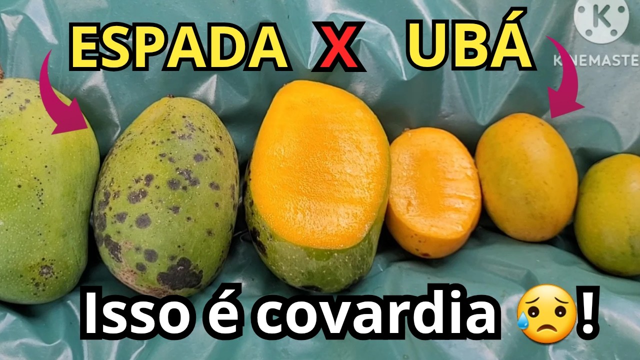  ESPADA X UBÁ! Qual MANGA é a melhor?#mangaespada #mangaubá #manga 
