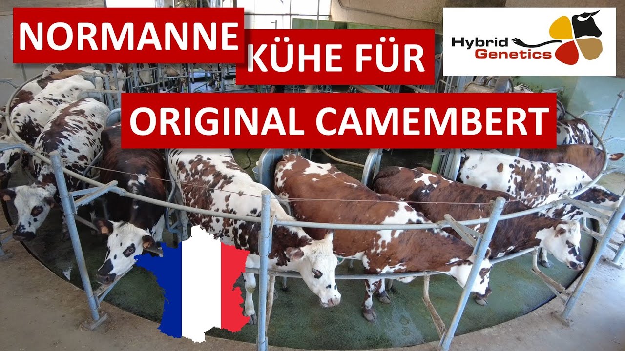 Normanne Milchkühe für original Camembert in Frankreich