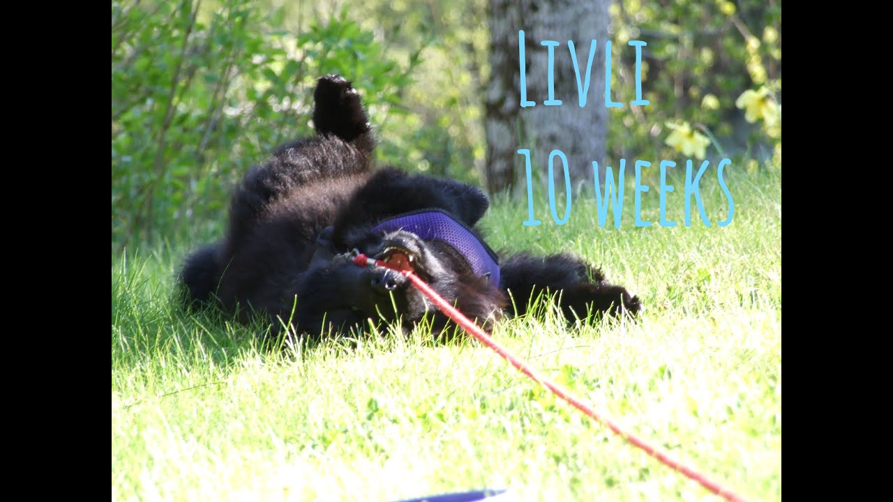 Livli - 10 weeks old | SWEDISH LAPPHUND PUPPY