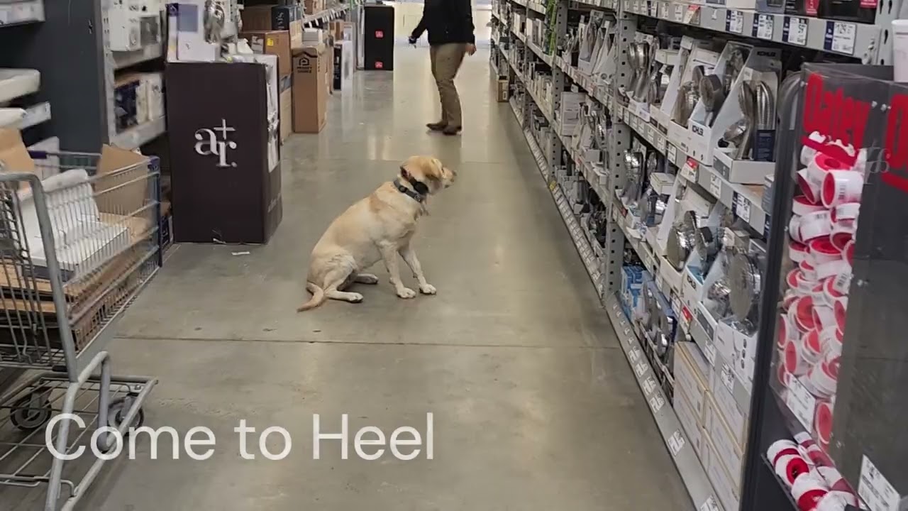 Stella