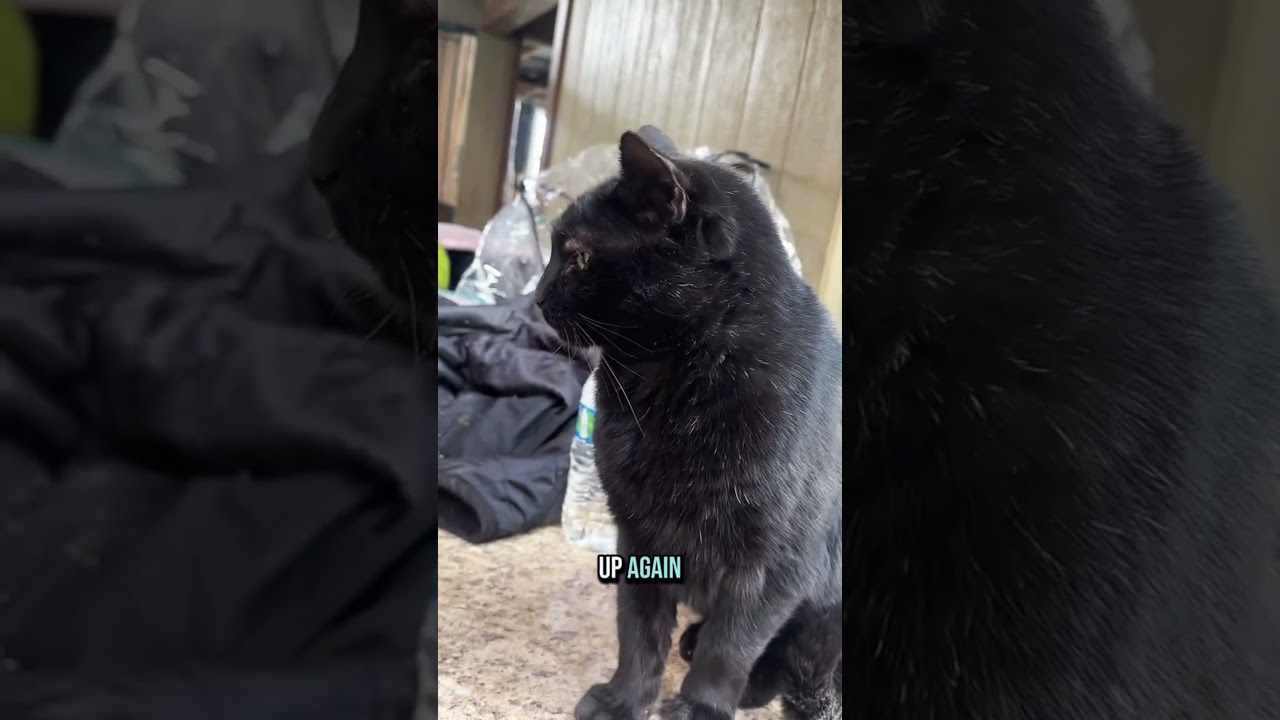 Have you met all the cats of running springs? #babyanimals #cats #kittens #catshorts