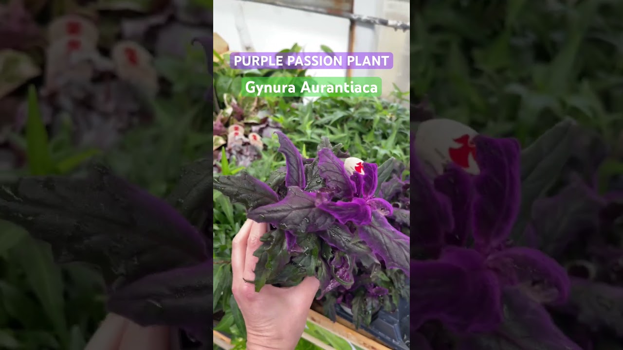 Unique Houseplants - The Purple Passion Plant #plants #plantcare #shorts