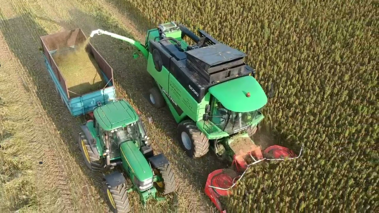 Hanf Ernte mit CBD Gewinnung / Deutz Fahr Drescher LU Karl Krumm / Hemp harvest