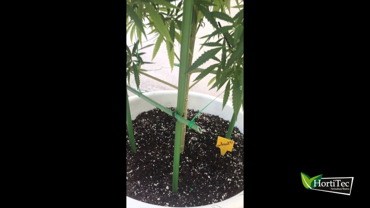 ACTUALIZACI&Oacute;N CULTIVO DE EXTERIOR DE MARIHUANA 2017 CRITICAL#47 BANCO POSITRONICS V&Iacute;DEO 1