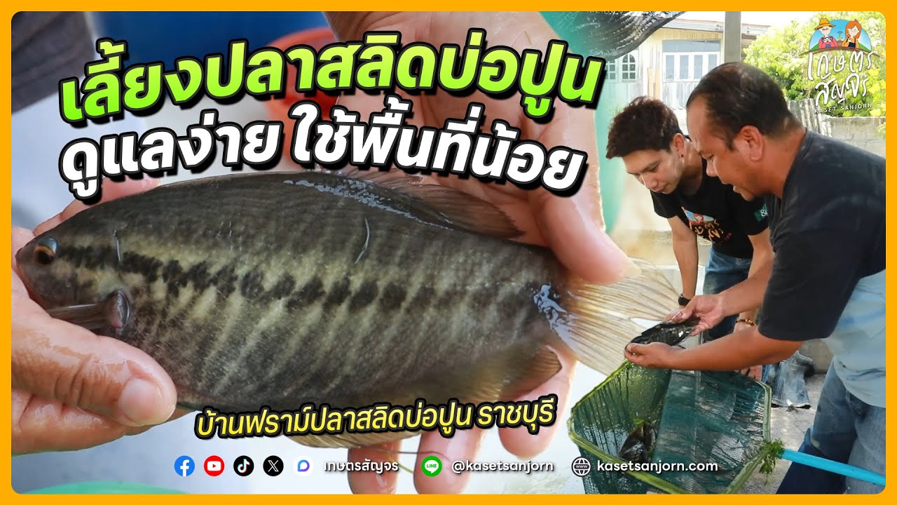 เลี้ยงปลาสลิดในบ่อปูน เป็นอาชีพเสริม ต้นทุนต่ำ เลี้ยงง่าย ใช้พื้นที่น้อย | เกษตรสัญจร