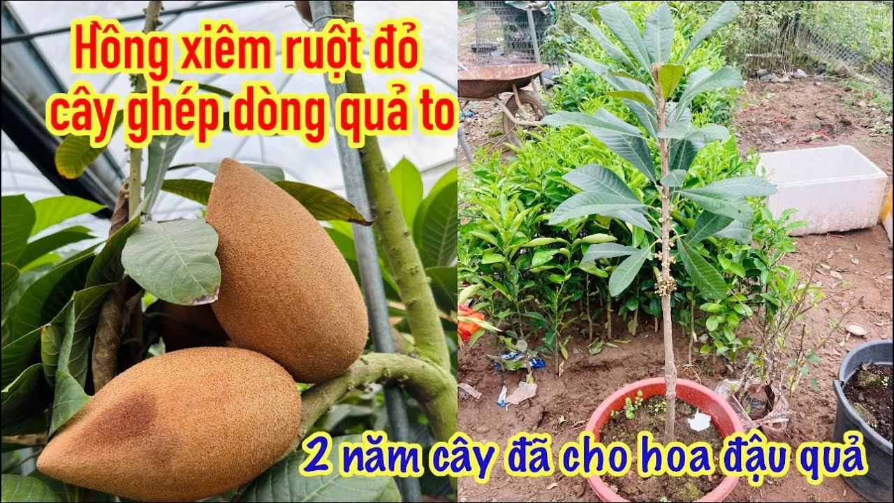 Cách giúp cây hồng xiêm ruột đỏ khổng lồ mau cho hoa đậu quả