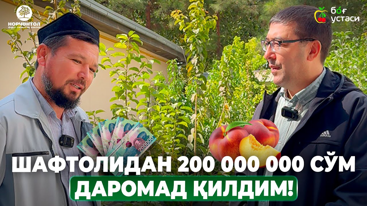 ҚАШҚАДАРЁ ИҚЛИМИДА ШАФТОЛИДАН МИЛЛИОНЛАР ИШЛАНГ! | ШУҲРАТ АБРОРОВ #shuhratabrorov #shaftoli #million