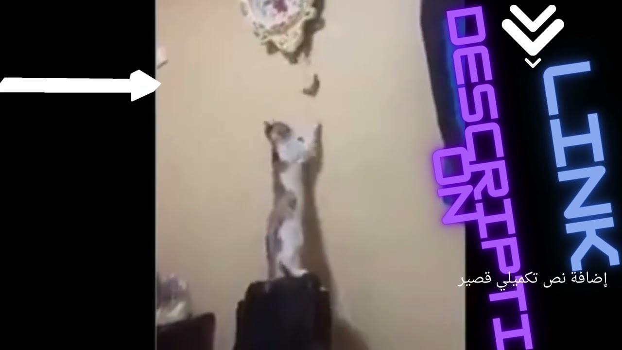 the funnest cat ever@shoirts