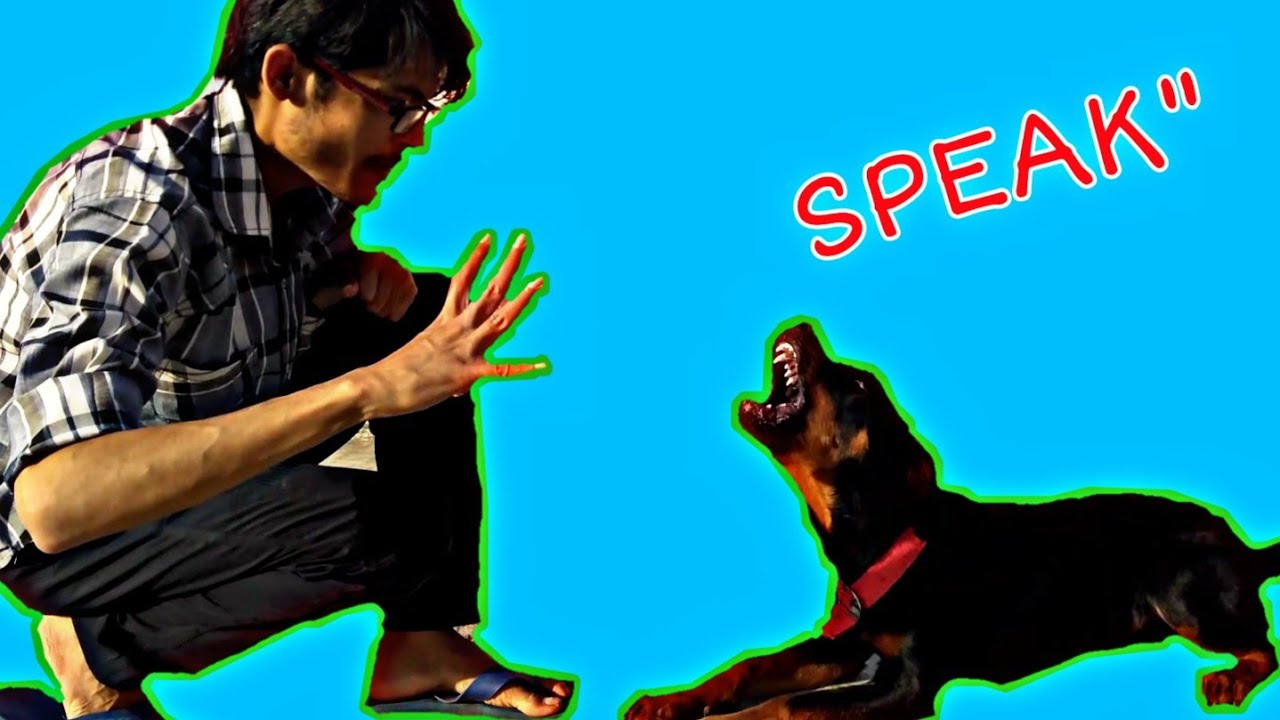 HOW to Teach Your Dog 