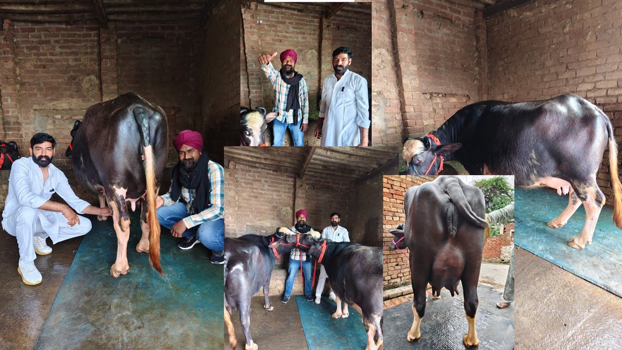#date (28-02-26) ਜੱਸਾ ਚੰਬਲ ਤੇ ਪ੍ਰਤਾਪ ਕੈਰੋਂ ਤਿੰਨ ਝੋਟੀਆਂ ਨੀਲੀ ਰਾਵੀ ਨਸਲ ਦੀਆਂ ਇੱਕ ਵਹਿੜ ਵਿਕਾਊ 