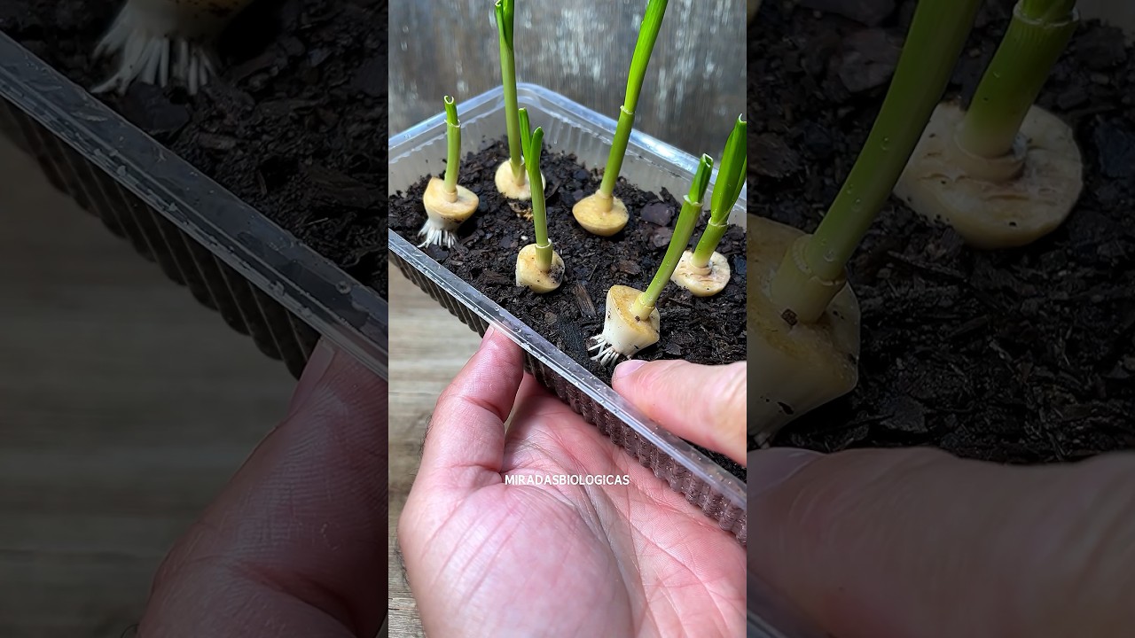 - C&oacute;mo Plantar Ajos, Usando la Base 🧄 5 D&Iacute;AS despu&eacute;s