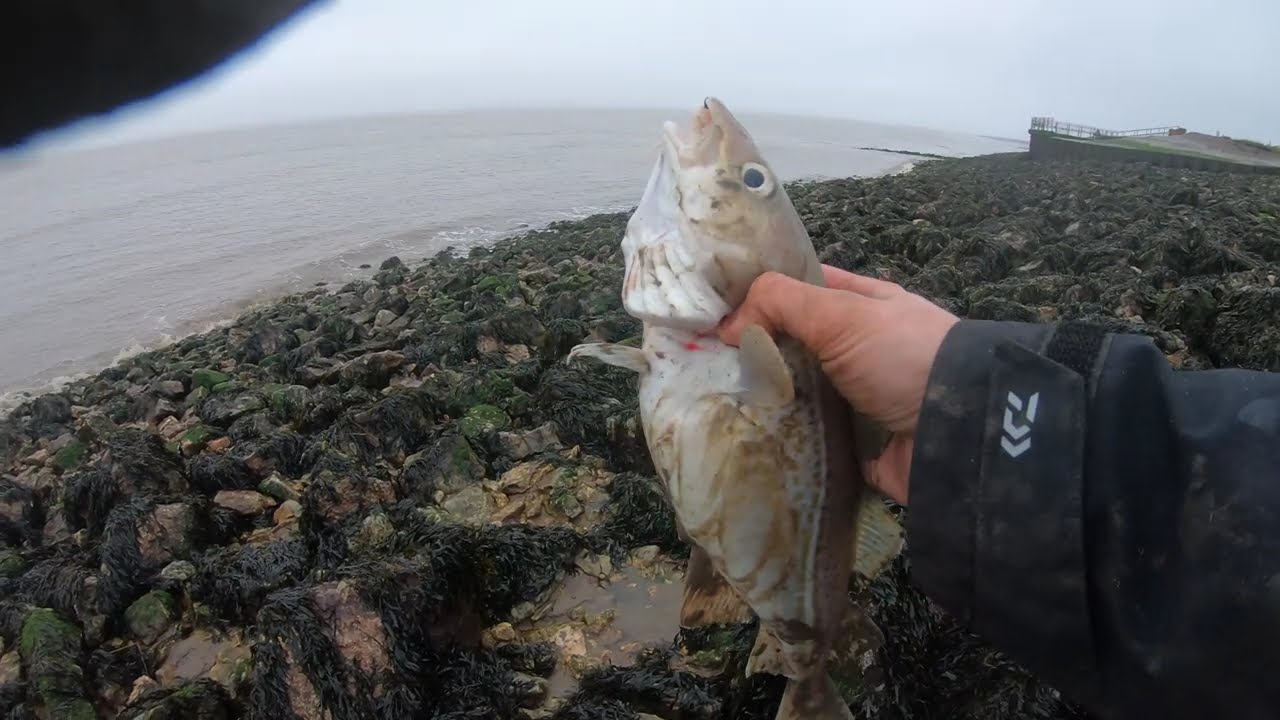 Fishing on the river humber in january - Shore Fishing - Codling -