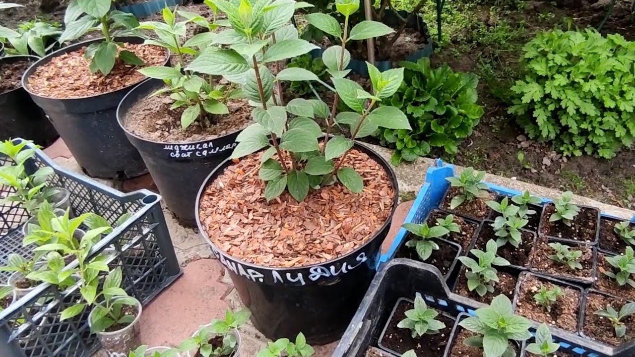 Мои черенки метельчатой гортензии🌿🌿🌿О прищипке,обработке от клеща и совет по грунту 🌿🌿🌿