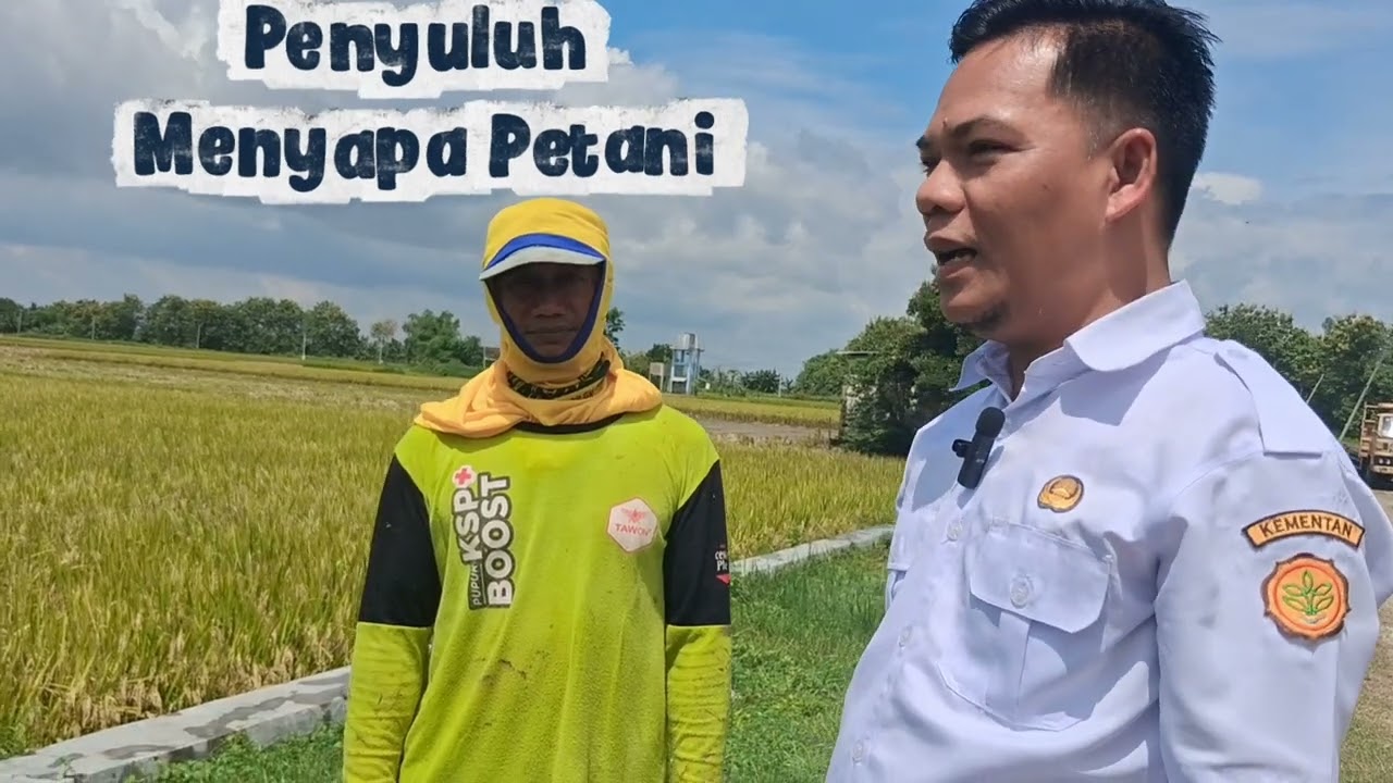 Penyuluh menyapa petani edisi di poktan tirto mertani desa sumberaji kec. Sukodadi Lamongan