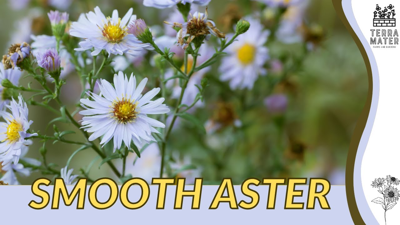 Introduction to SMOOTH ASTER: Plant Profile! (Aster laevis)