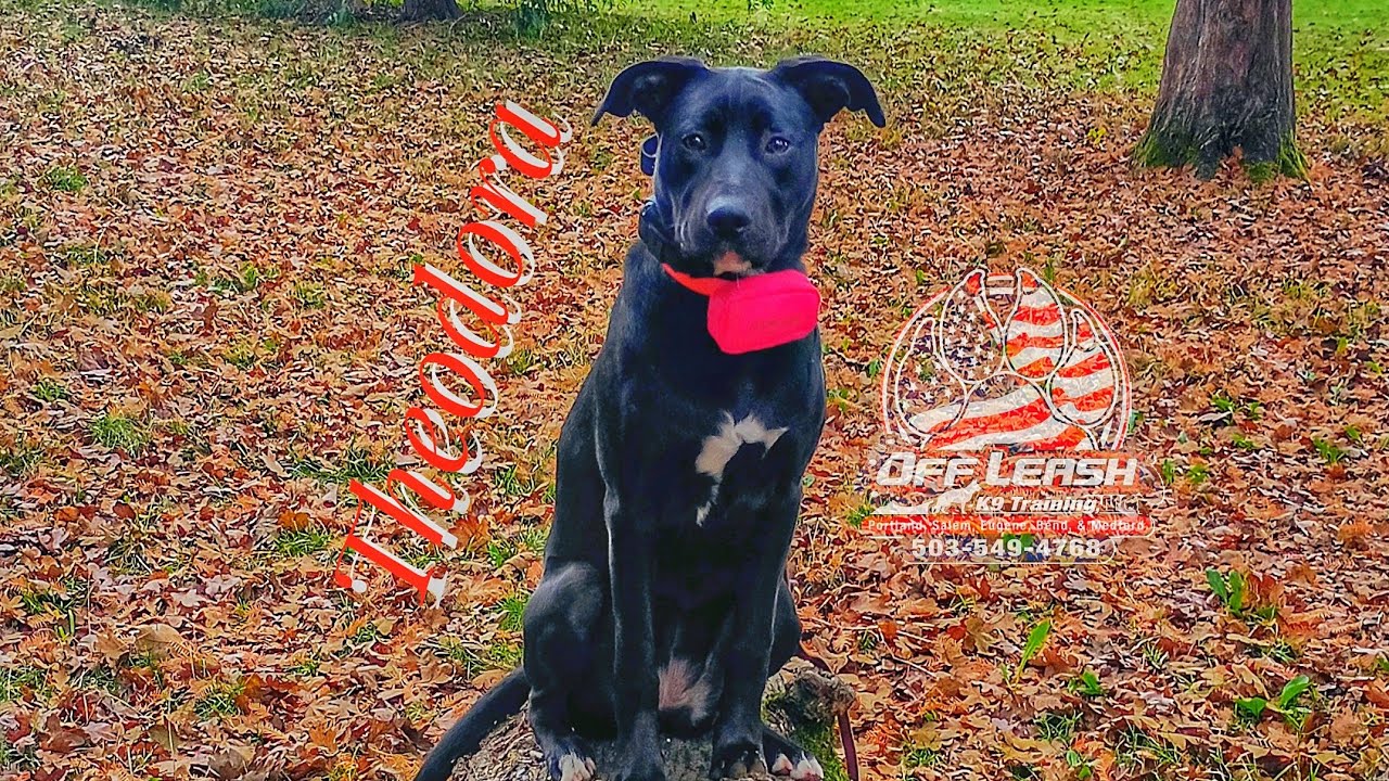 Theodora | 6 Months | GSD / Staffy Mix | Best Trained Dogs of OR | Portland OffLeash K9 Training 
