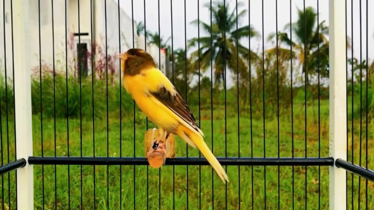 Belgian Canary Singing – The Natural Way to Train Birds