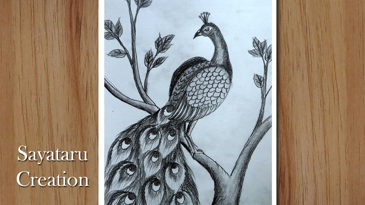 how to  draw a peacock step by step with pencil, Pencil drawing for beginners