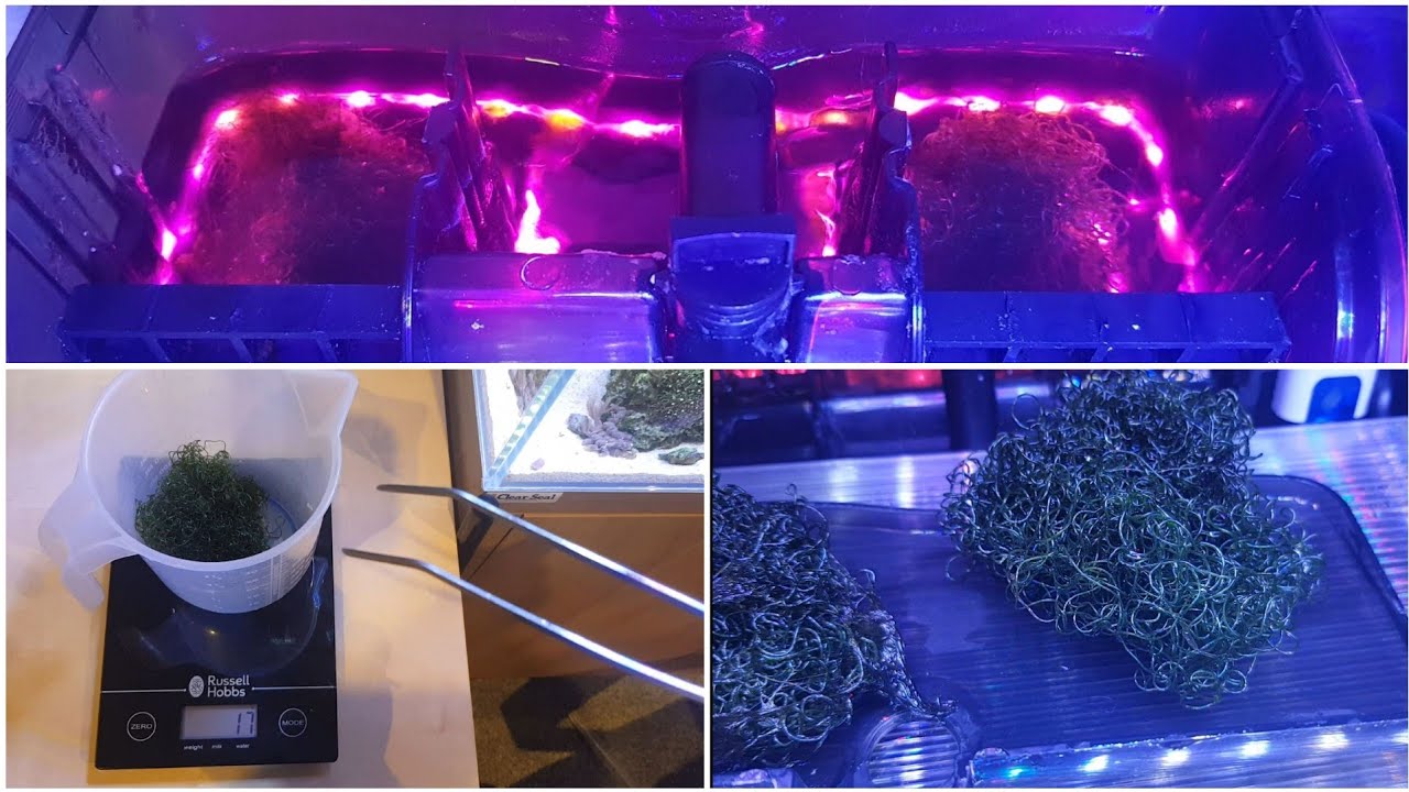 DIY Hang On Back Refugium -  Chaeto Growth Results!