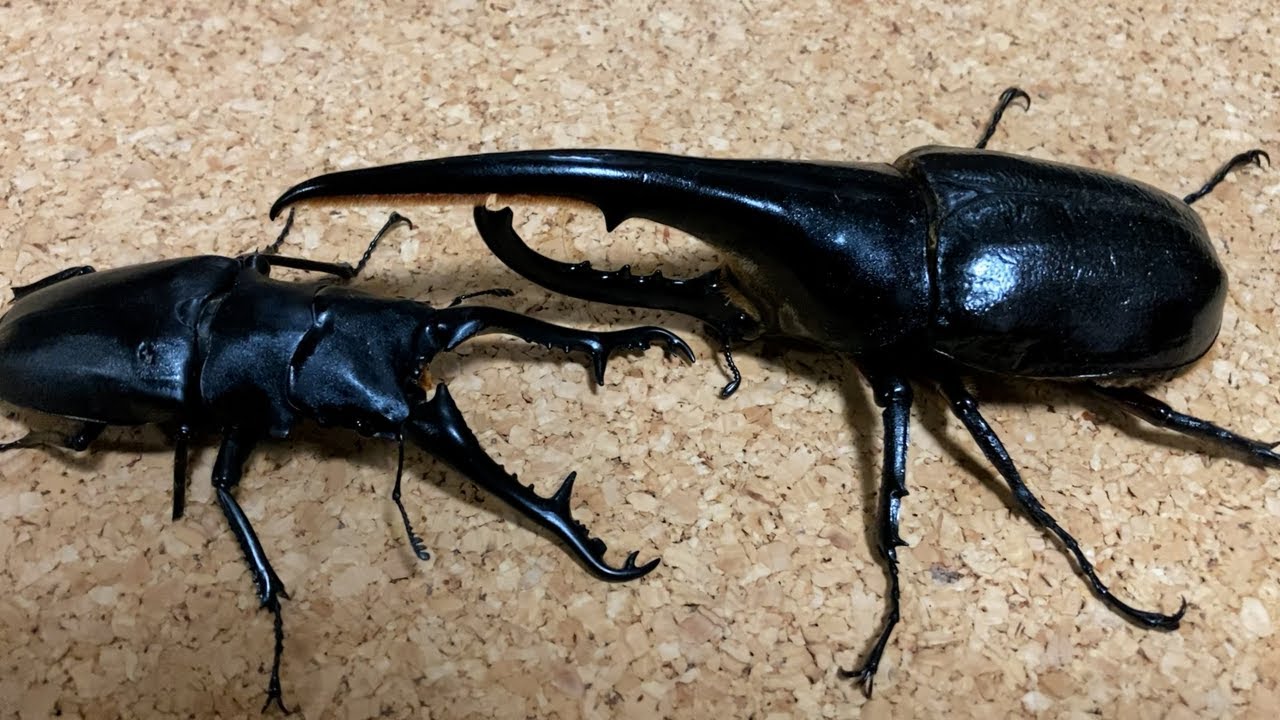 ヘラクレスオオカブト（Hercules beetle） VS ギラファノコギリクワガタ（Giraffe stag beetle）➁　最終ボス対決２6　　☆SOUビートルズ☆