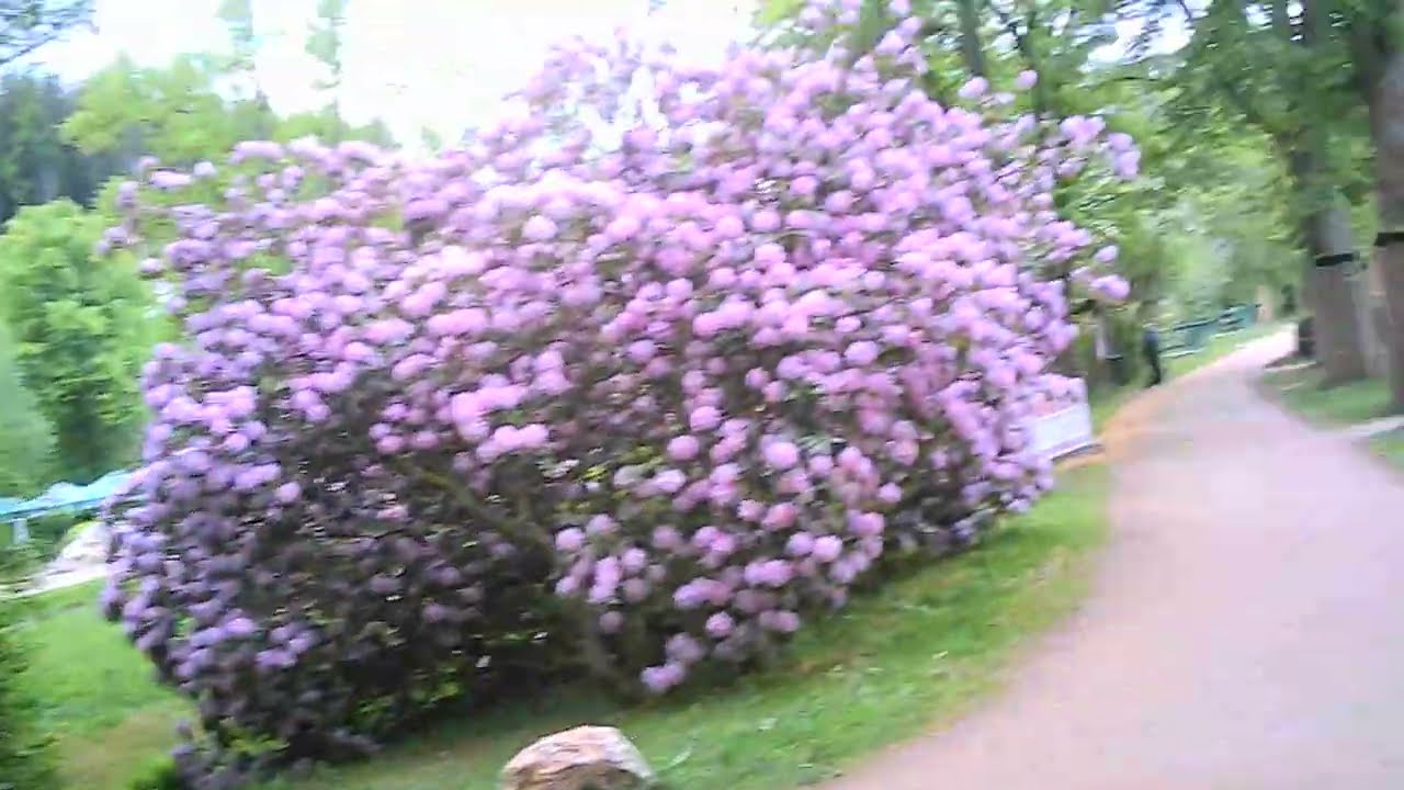 Bad Elster der Gondelteich