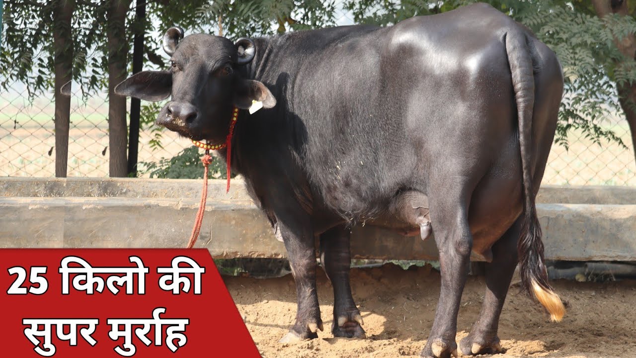25 किलो की भैंस, कटड़ी और खीरी झोटी, एक से बढ़कर एक पशुधन || Hakmuddin Uton (9813021867)