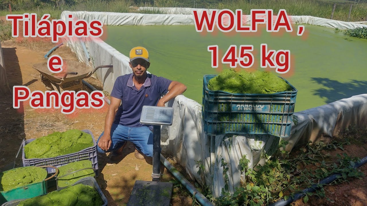 WOLFIA, PLANTAS  COM 42% DE PROTEÍNA RETIRANDO 150 KG EM UM DIA E ALIMENTANDO AS TILÁPIAS