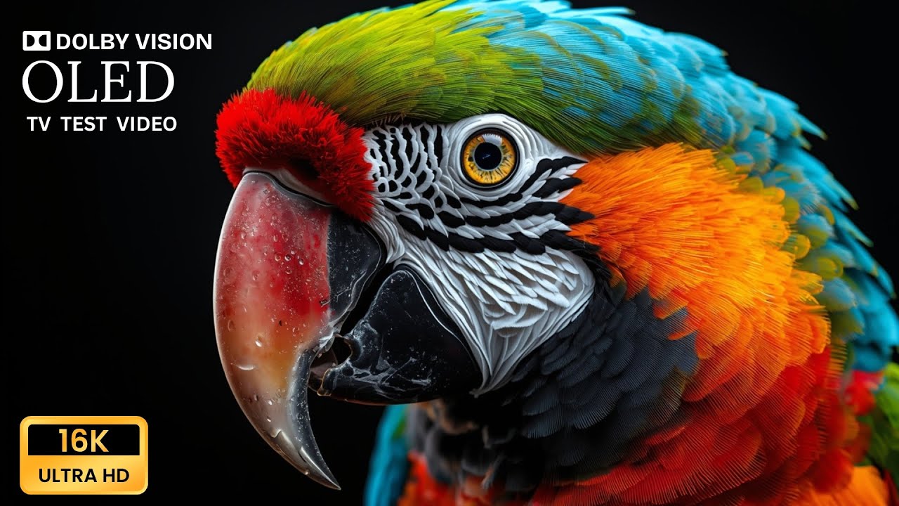 Relax with the MOST CALMING Wildlife Moments in 8K