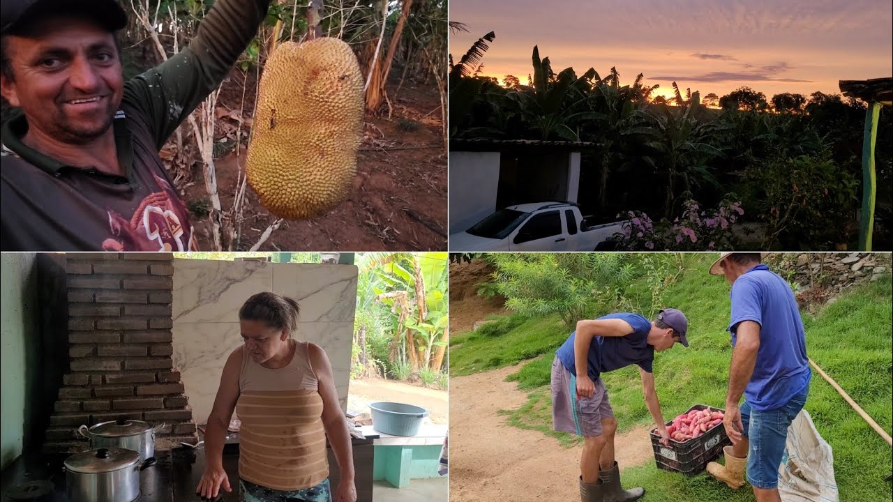 O AMANHECER HOJE ESTAVA INCRÍVEL + DIA DE COLHEITA DE BATATA DOCE