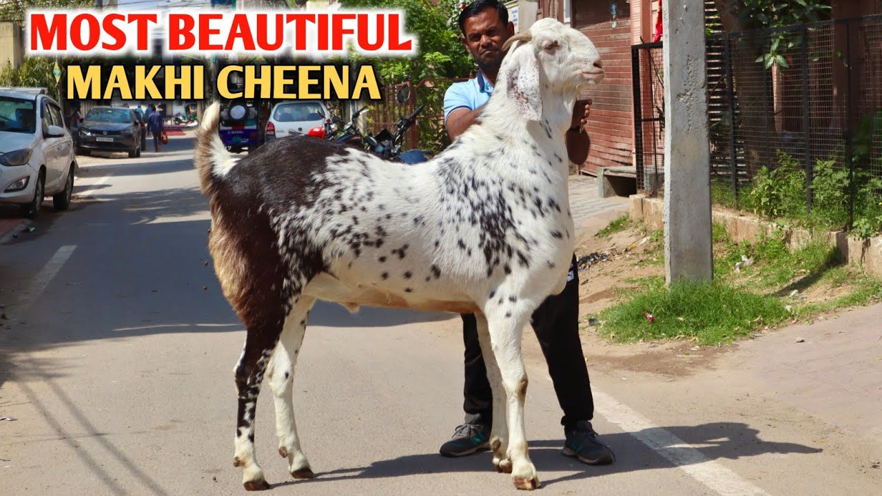 Most Beautiful Biggest Makhi Cheena Goat At Amjad Goat's