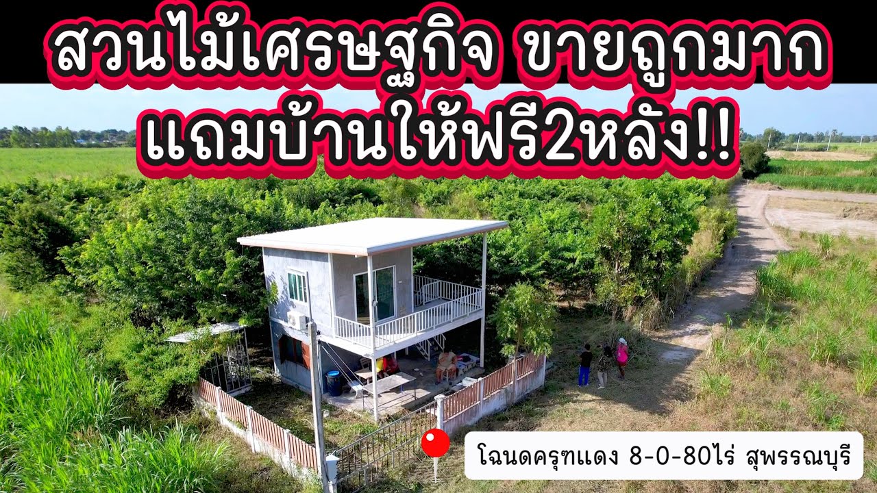 สวนไม้เศรษฐกิจราคาถูก 8ไร่ 80ตรว หนองหญ้าไซ สุพรรณบุรี ทำเลดีแถมบ้านให้ฟรี2หลัง!!