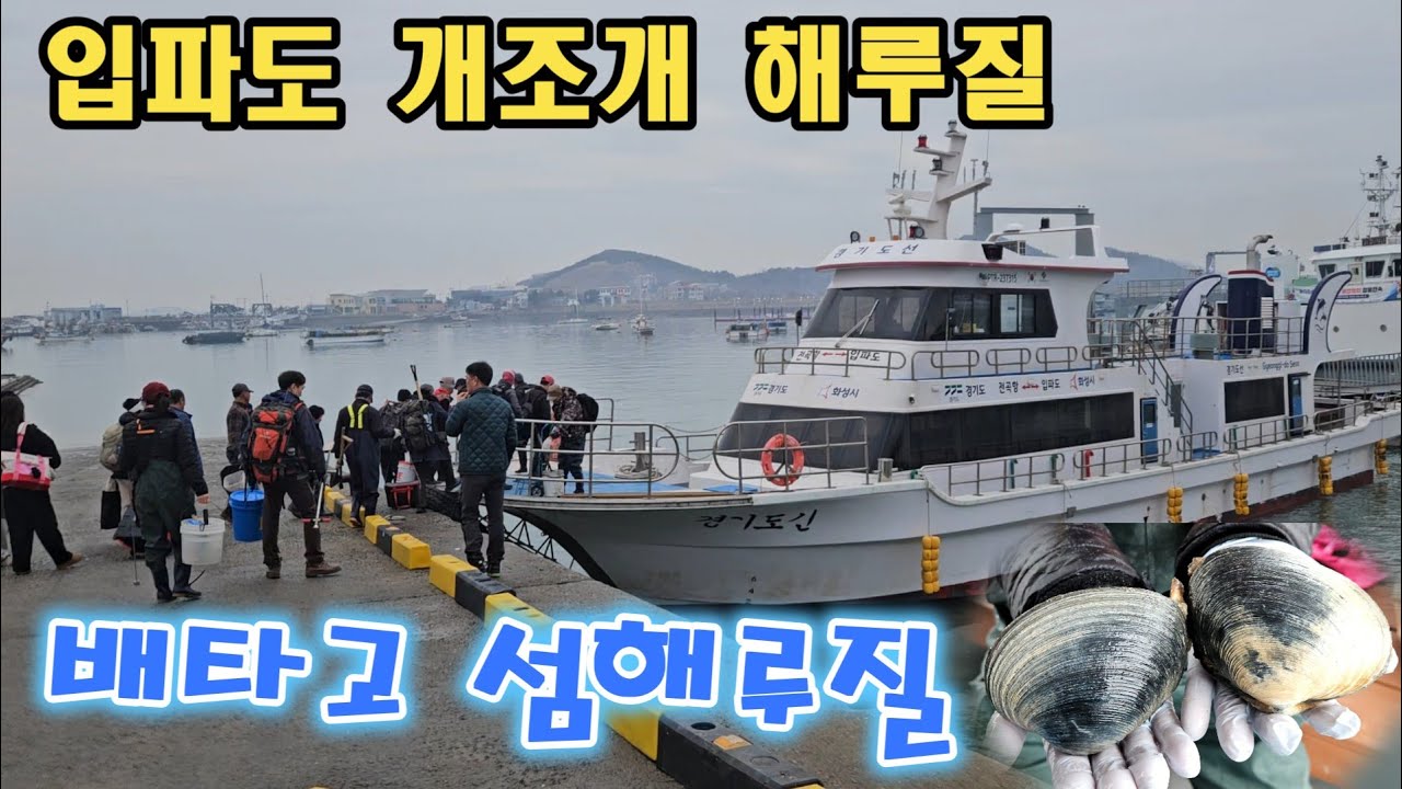 배타고 섬 해루질 입파도 개조개 사이즈 대박