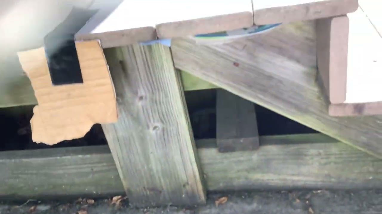 Update on polistes fuscatus nest (also talking abt the polistes dominula colony)