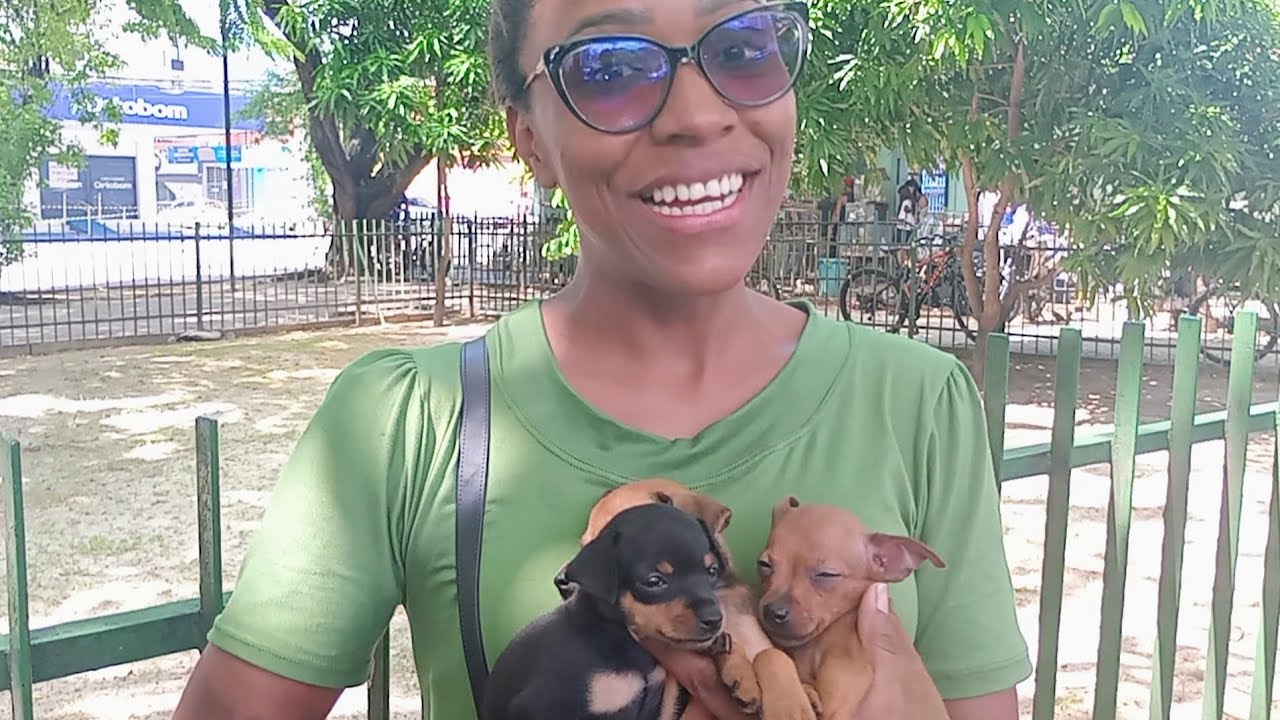 FEIRA DE CACHORRINHOS FILHOTES EM RECIFE, MERCADO DA MADALENA- PERNAMBUCO