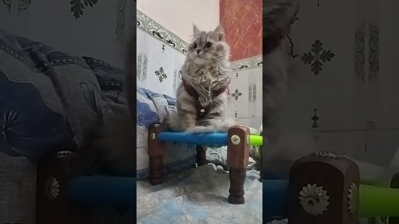 baffiee is live