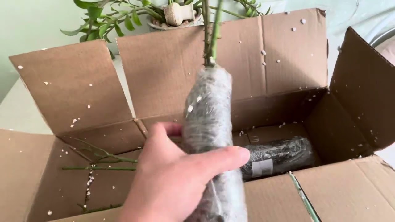 Посылка с розами , магазин Летний сад. Часть 1