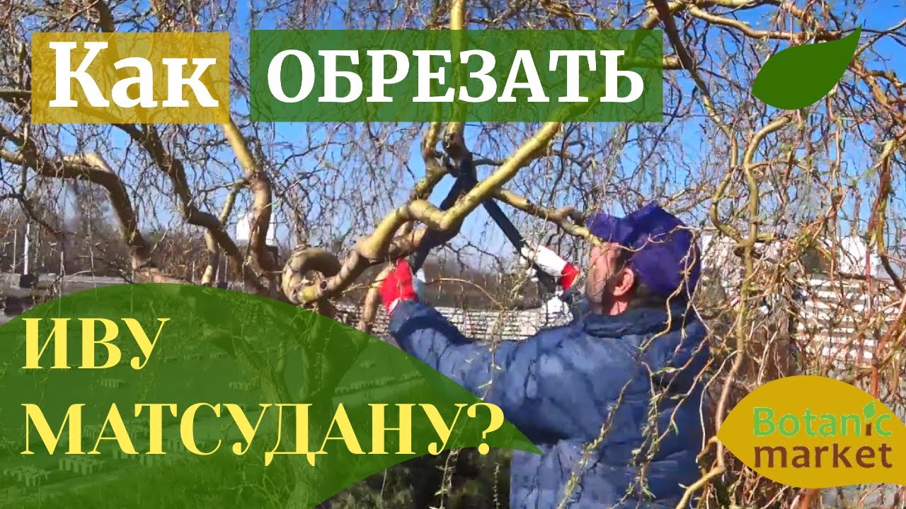 Ива Матсудана извилистая, обрезка и формирование кроны | Как обрезать плакучие деревья?