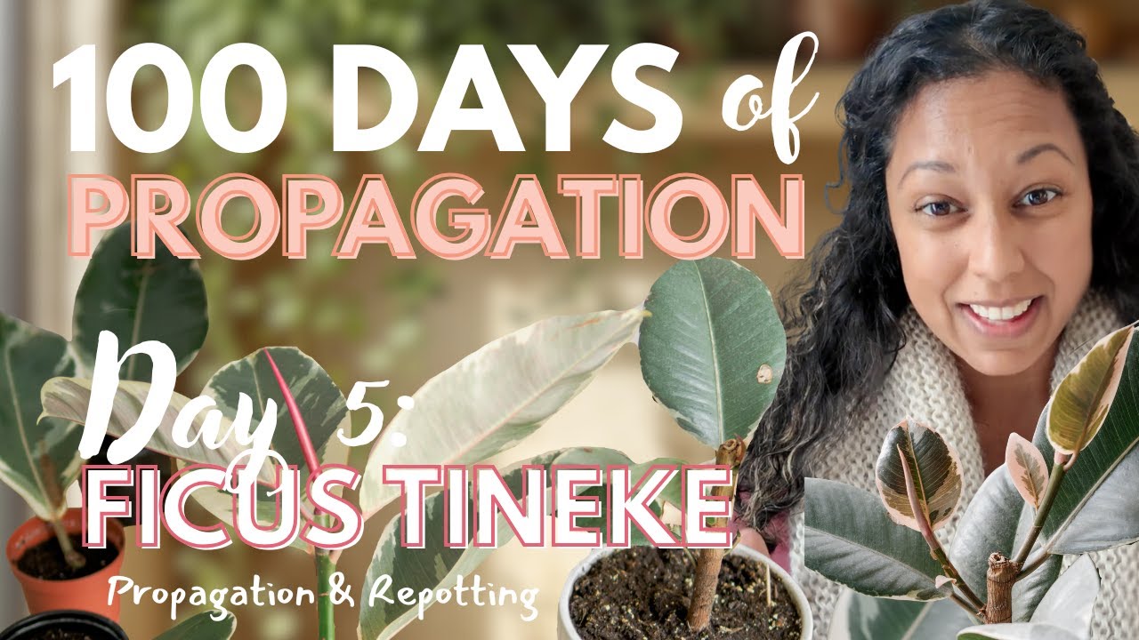 100 Days of Plant Propagation | Day 5: How to Propagate Ficus Elastica Tineke